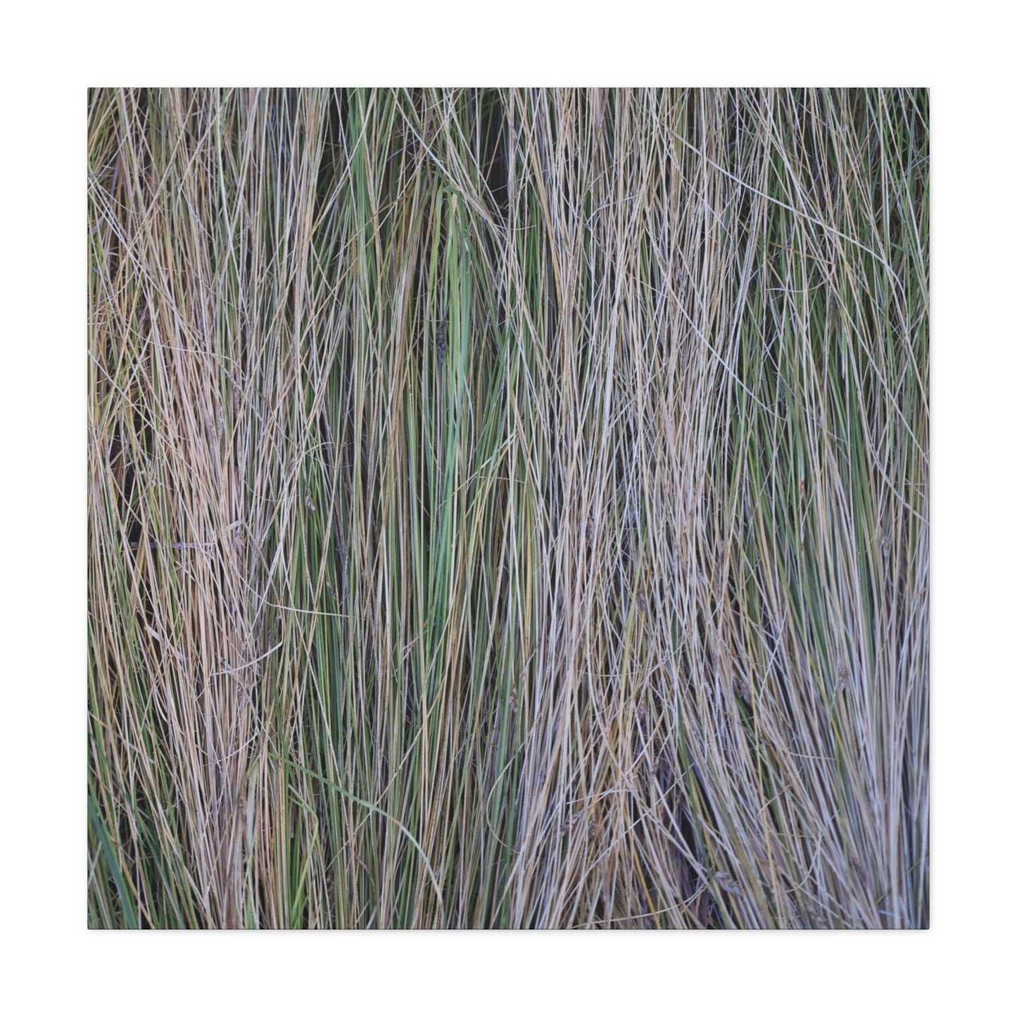 Whispers of Grass - Unique Frameless Canvas Wall Art - Art By Earth