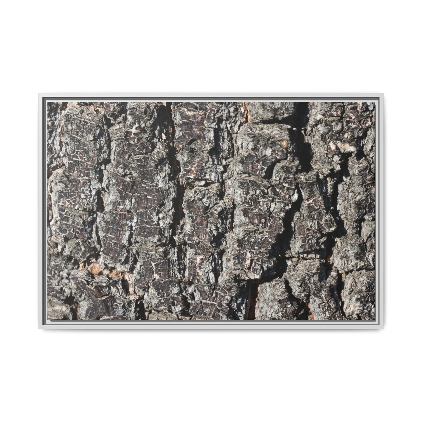 Bark Study in Gray - Unique Stretched Canvas Wall Art - Art By Earth