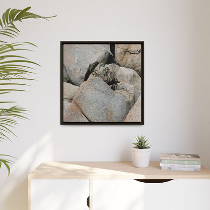 Desert Plant Thriving Among Rocks - Unique Stretched Canvas Wall Art