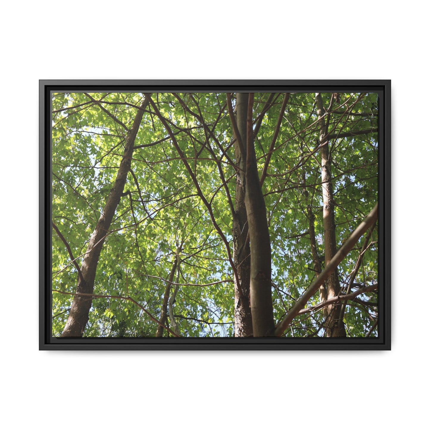 Forest Branches - Unique Stretched Canvas Wall Art