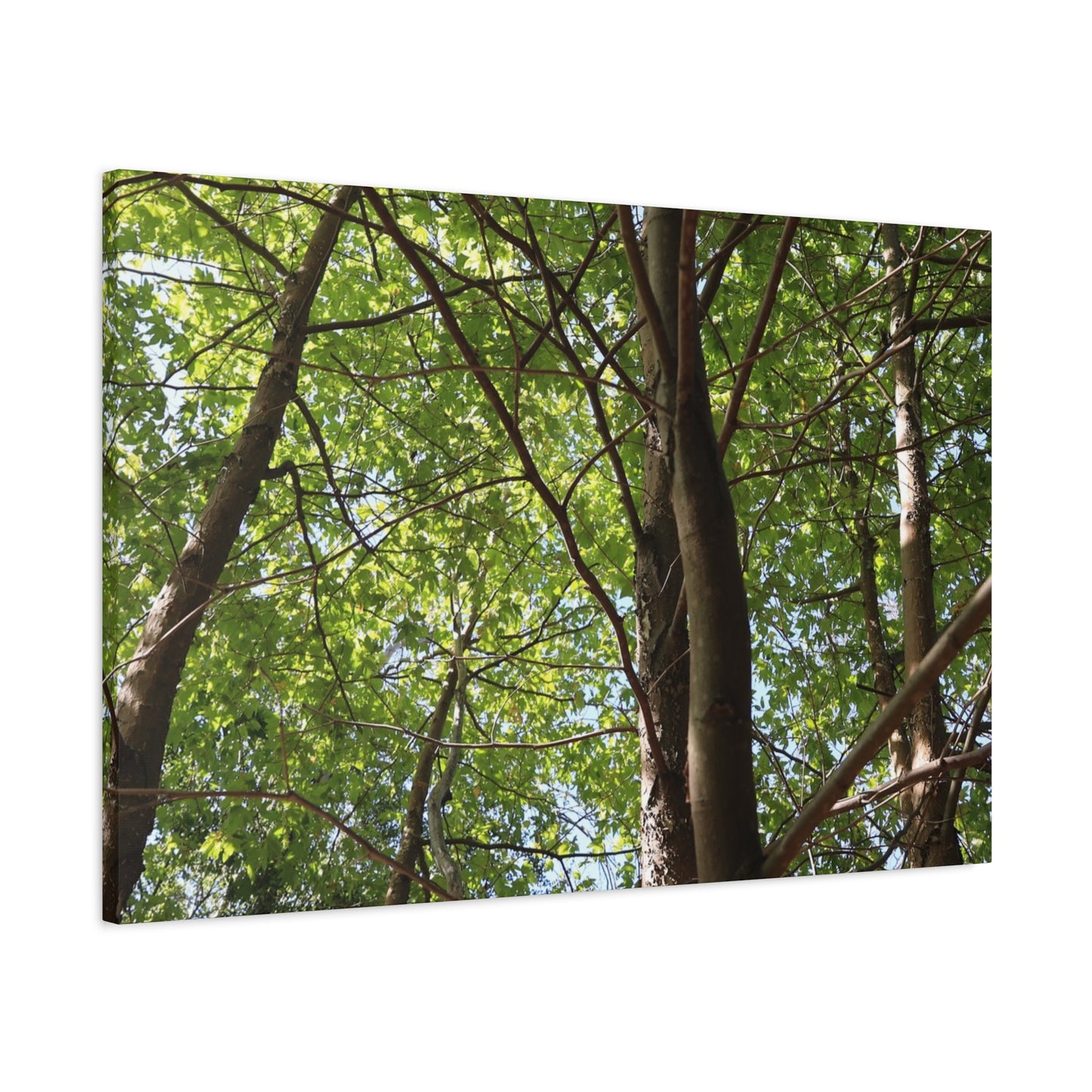 Canopy of Light - Unique Frameless Canvas Wall Art