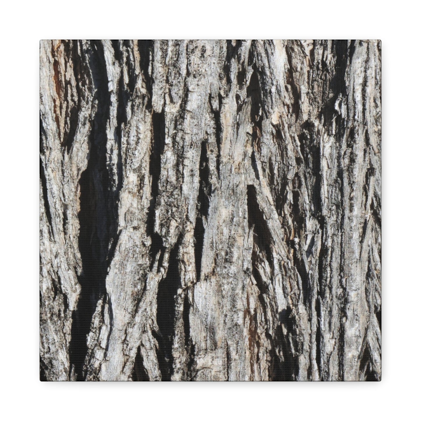 Bark Layers in Monochrome - Unique Frameless Canvas Wall Art - Art By Earth