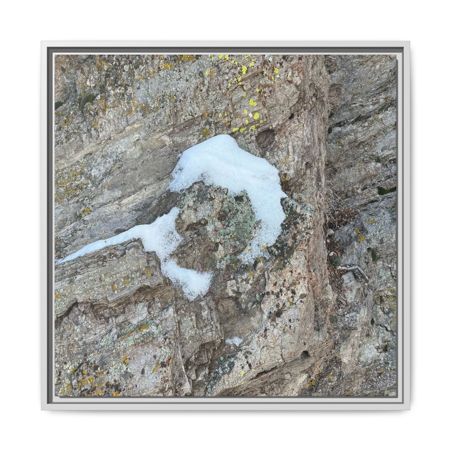 Lichen's Embrace - Unique Stretched Canvas Wall Art