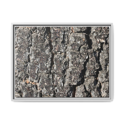 Bark Study in Gray - Unique Stretched Canvas Wall Art - Art By Earth
