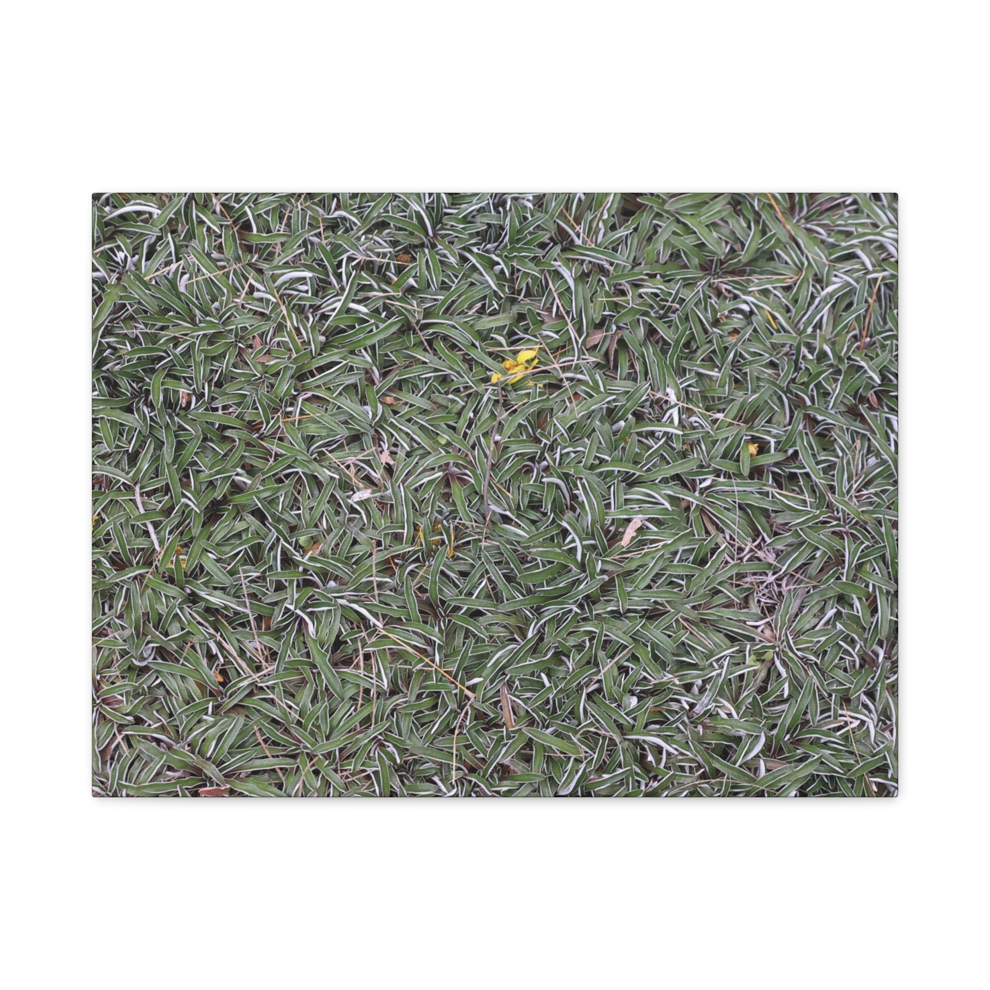 Tangled Memories - Unique Frameless Canvas Wall Art - Art By Earth