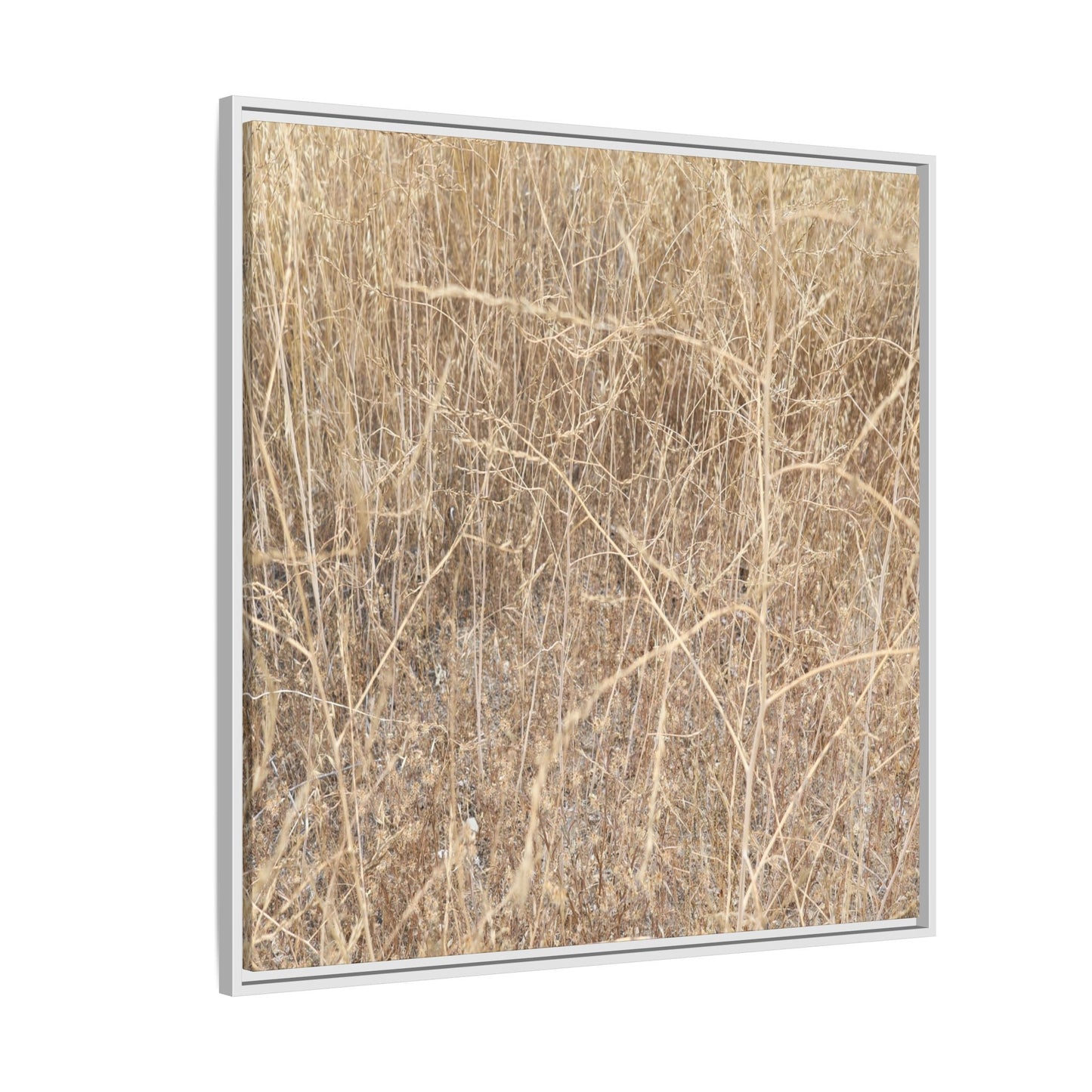 Golden Stalks - Unique Stretched Canvas Wall Art - Art By Earth