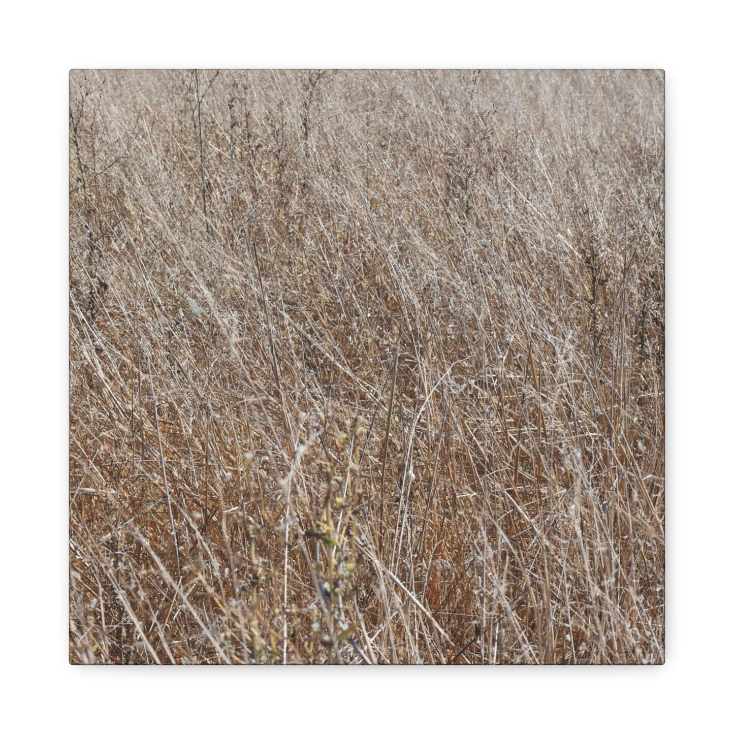 Whispers of Autumn - Unique Frameless Canvas Wall Art - Art By Earth