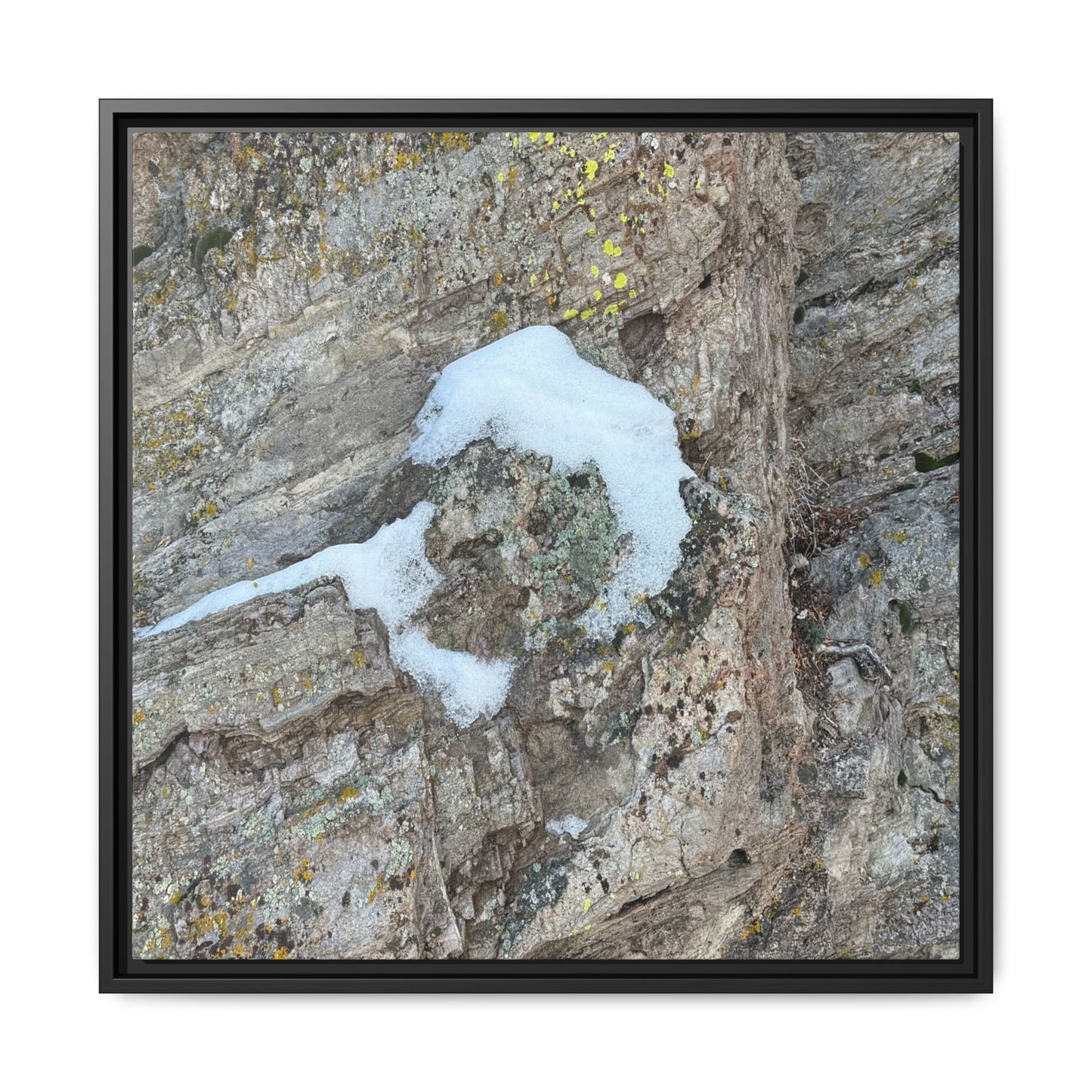 Lichen's Embrace - Unique Stretched Canvas Wall Art