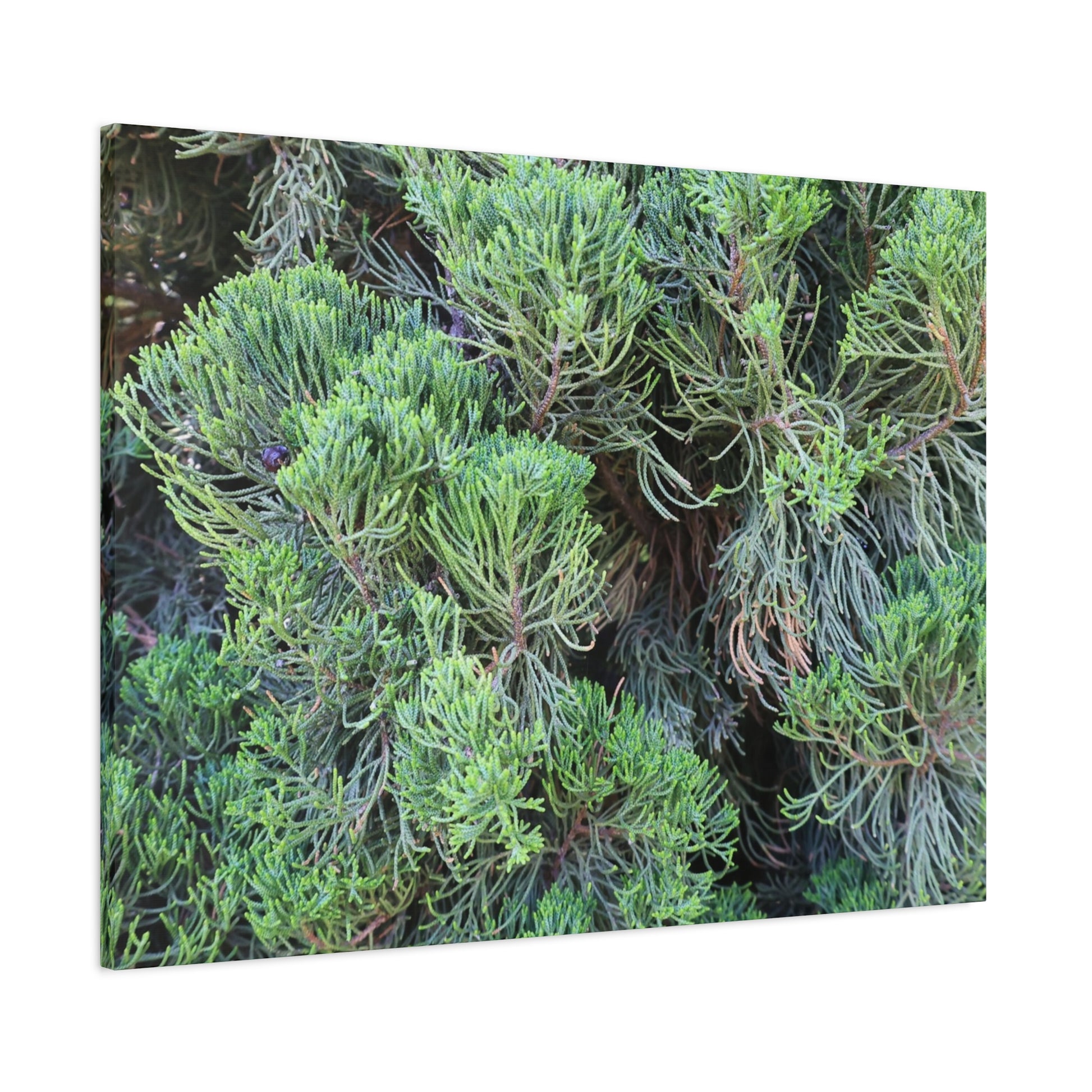 Green Labyrinth - Unique Frameless Canvas Wall Art - Art By Earth