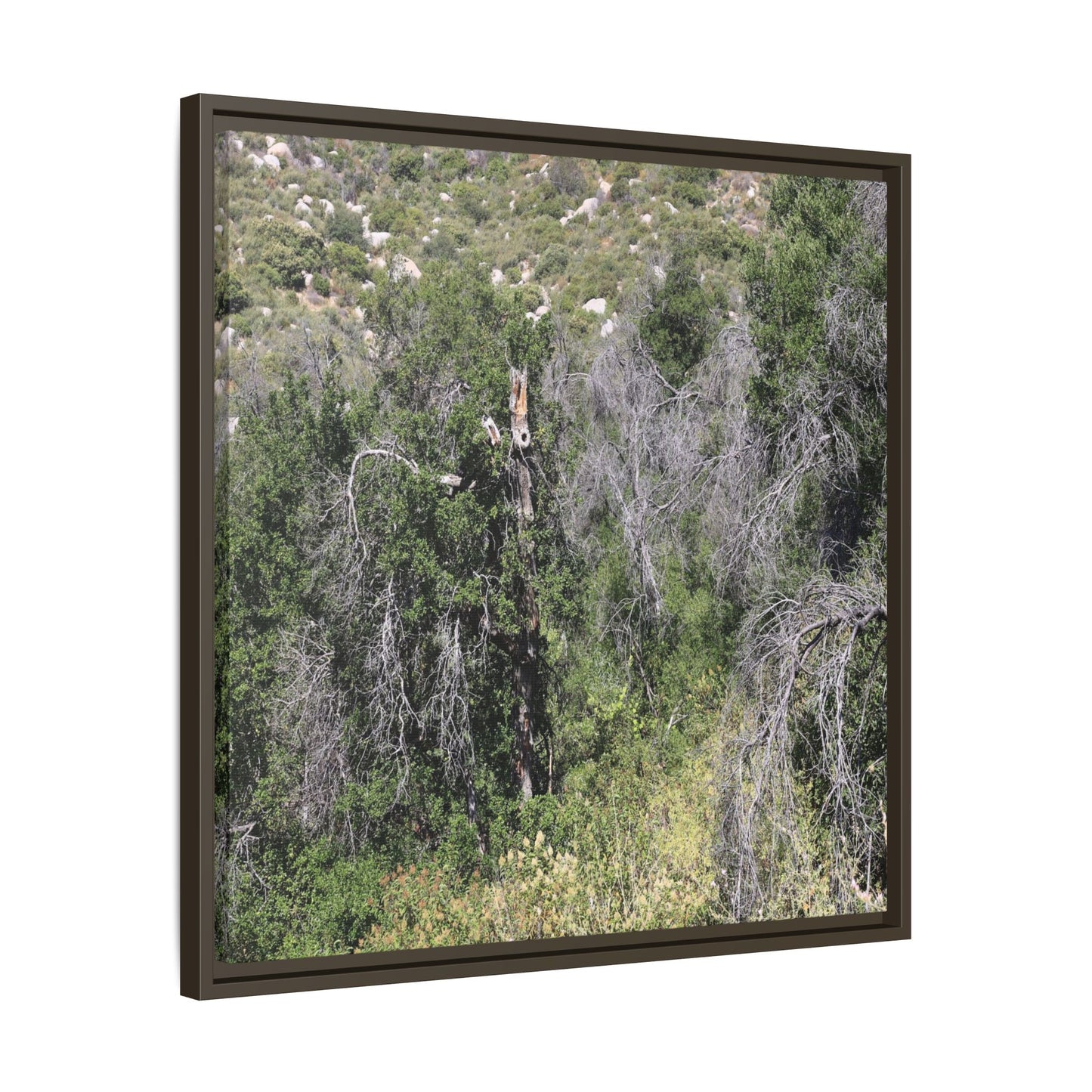 Forest Decline - Unique Stretched Canvas Wall Art