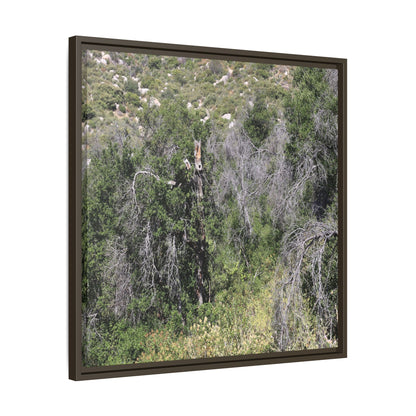 Forest Decline - Unique Stretched Canvas Wall Art