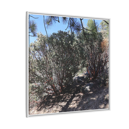 Desert Trail Through Blooming Manzanita - Unique Stretched Canvas Wall Art