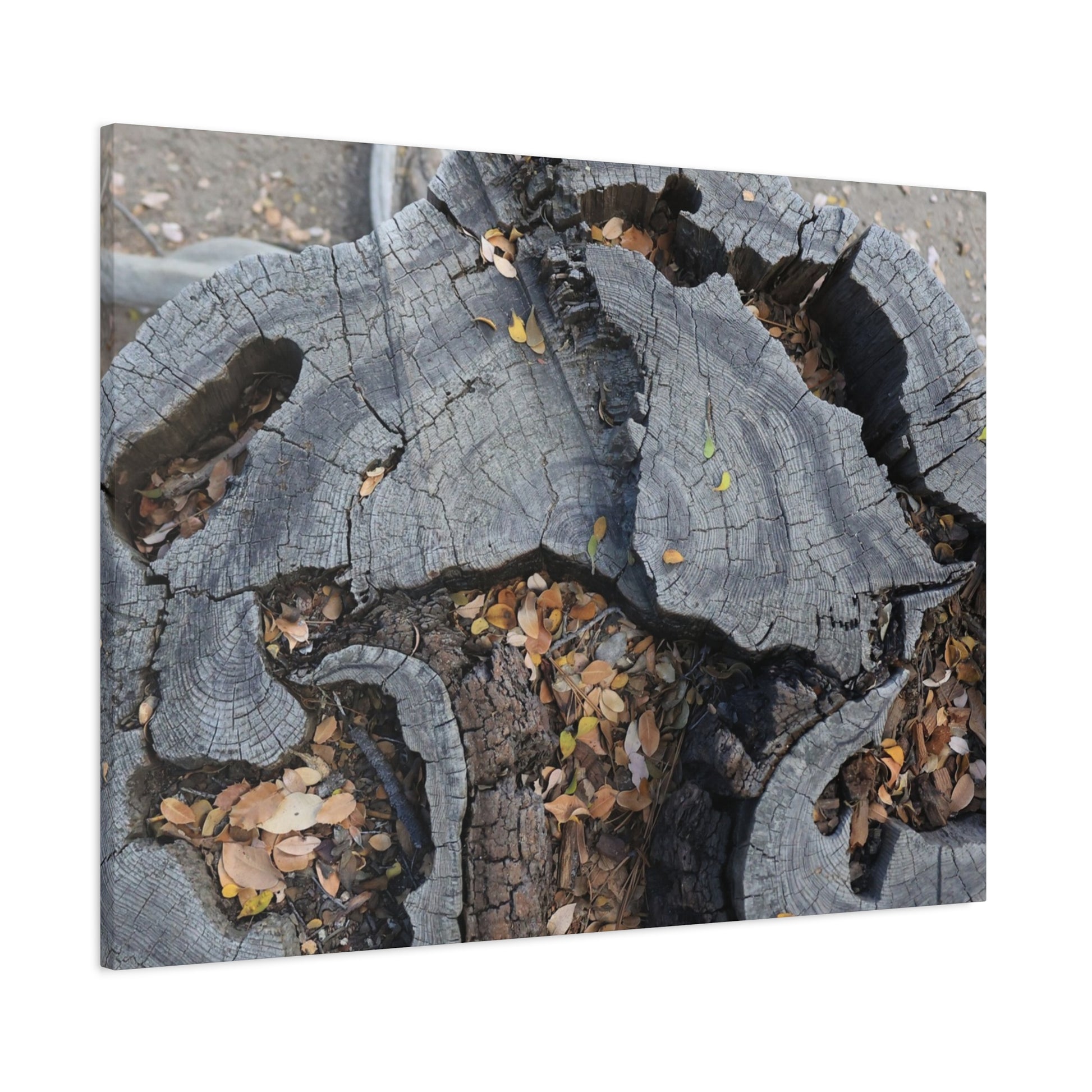 Weathered Woodland Whispers - Unique Frameless Canvas Wall Art - Art By Earth