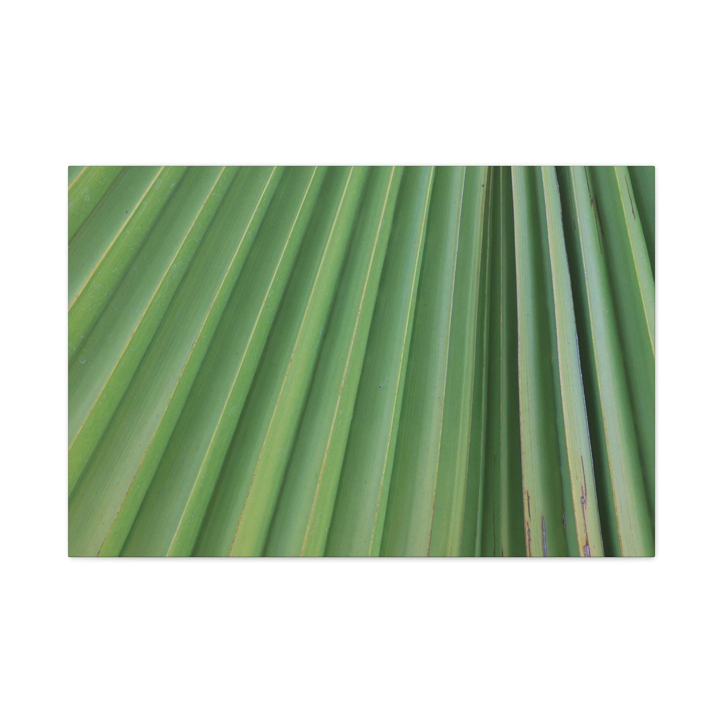 Palm Pulse - Unique Frameless Canvas Wall Art - Art By Earth