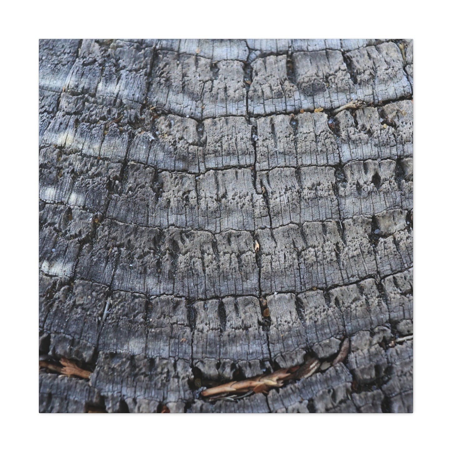 Whispers of Age - Unique Frameless Canvas Wall Art - Art By Earth