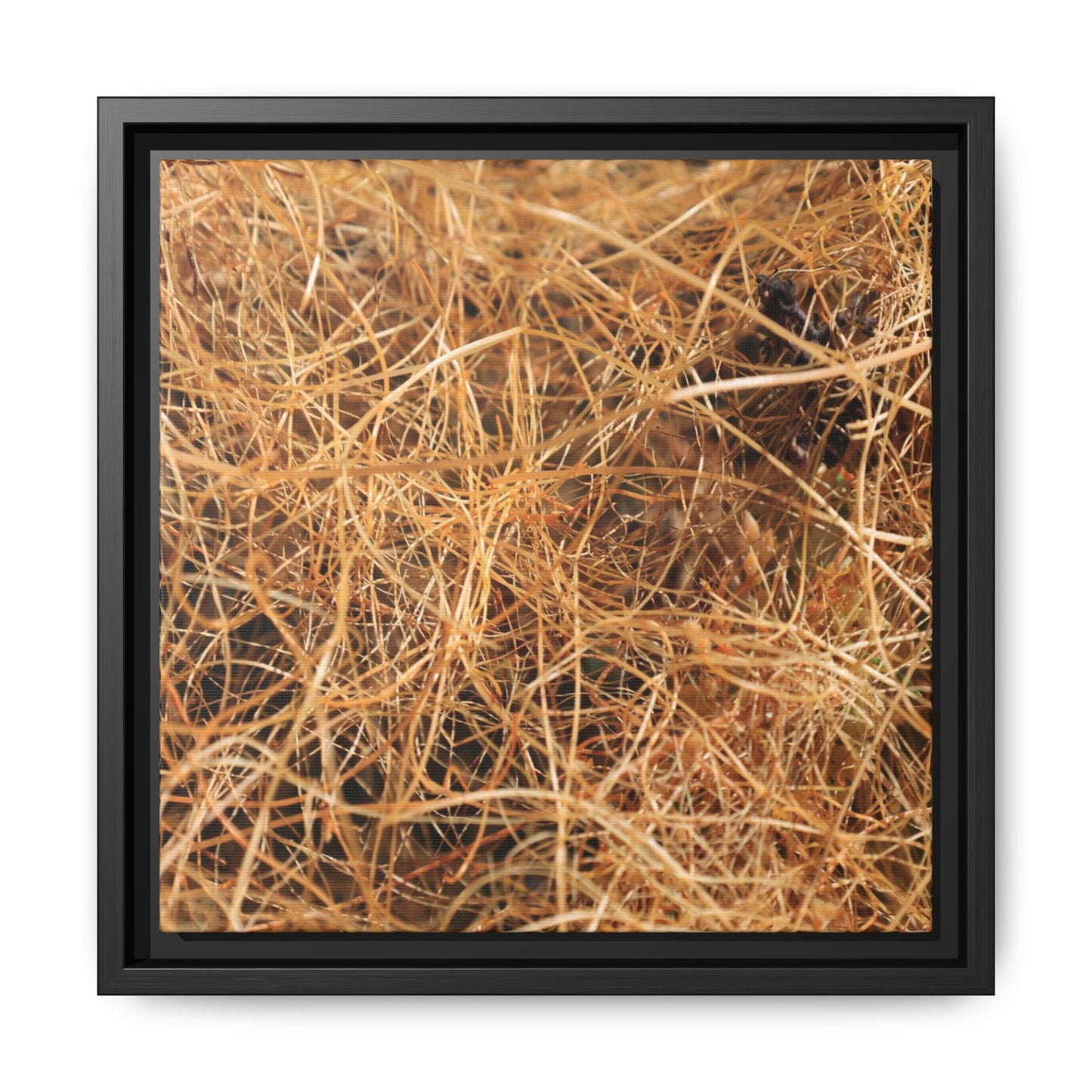 Dried Grass - Unique Stretched Canvas Wall Art - Art By Earth