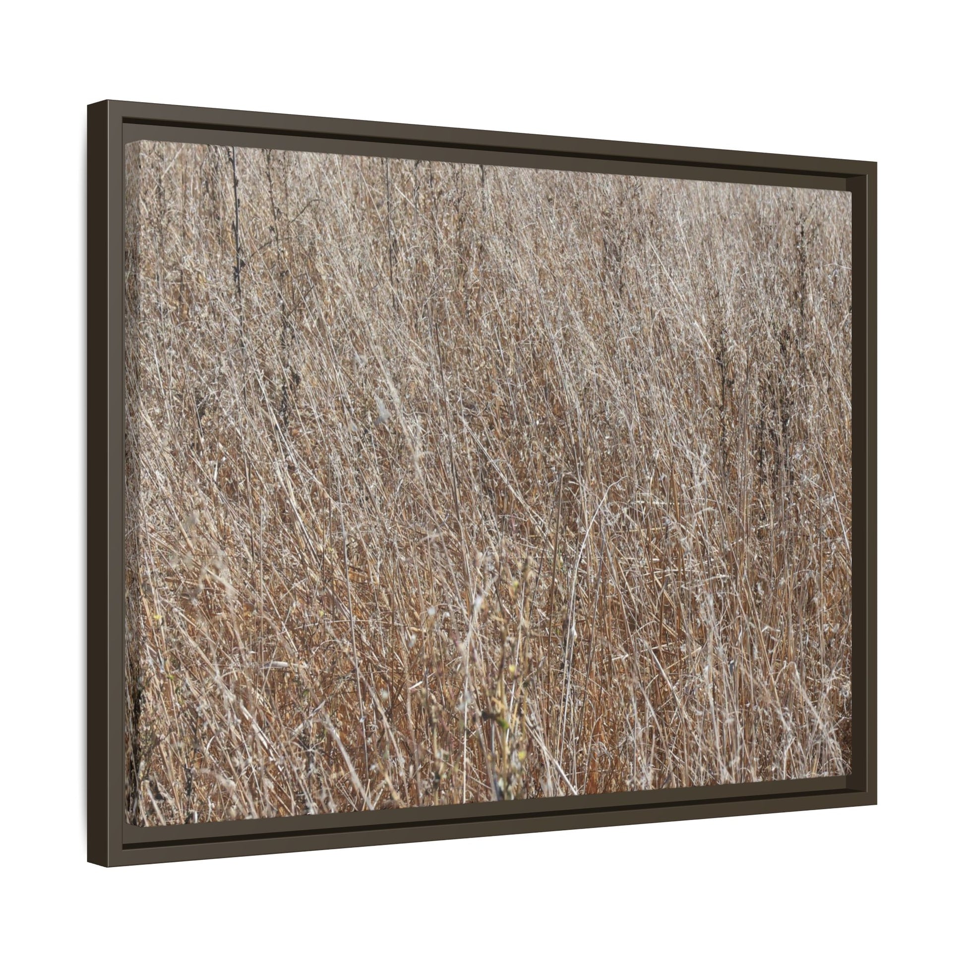 Dry Grass Symphony - Unique Stretched Canvas Wall Art - Art By Earth