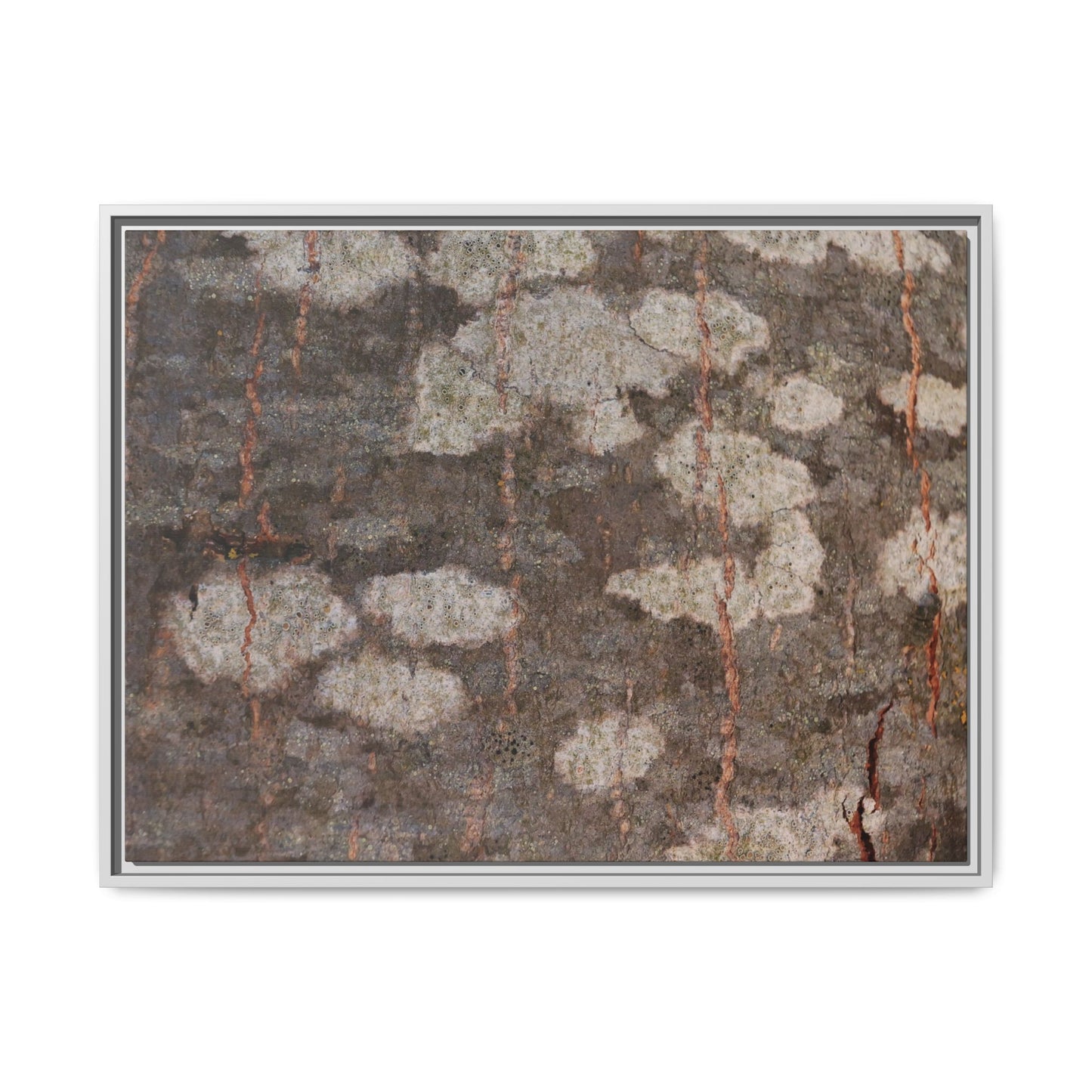 Lichen's Legacy - Unique Stretched Canvas Wall Art - Art By Earth