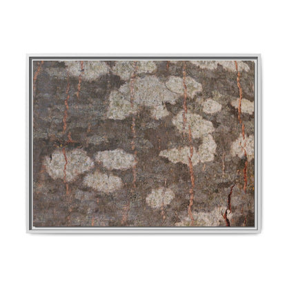 Lichen's Legacy - Unique Stretched Canvas Wall Art - Art By Earth