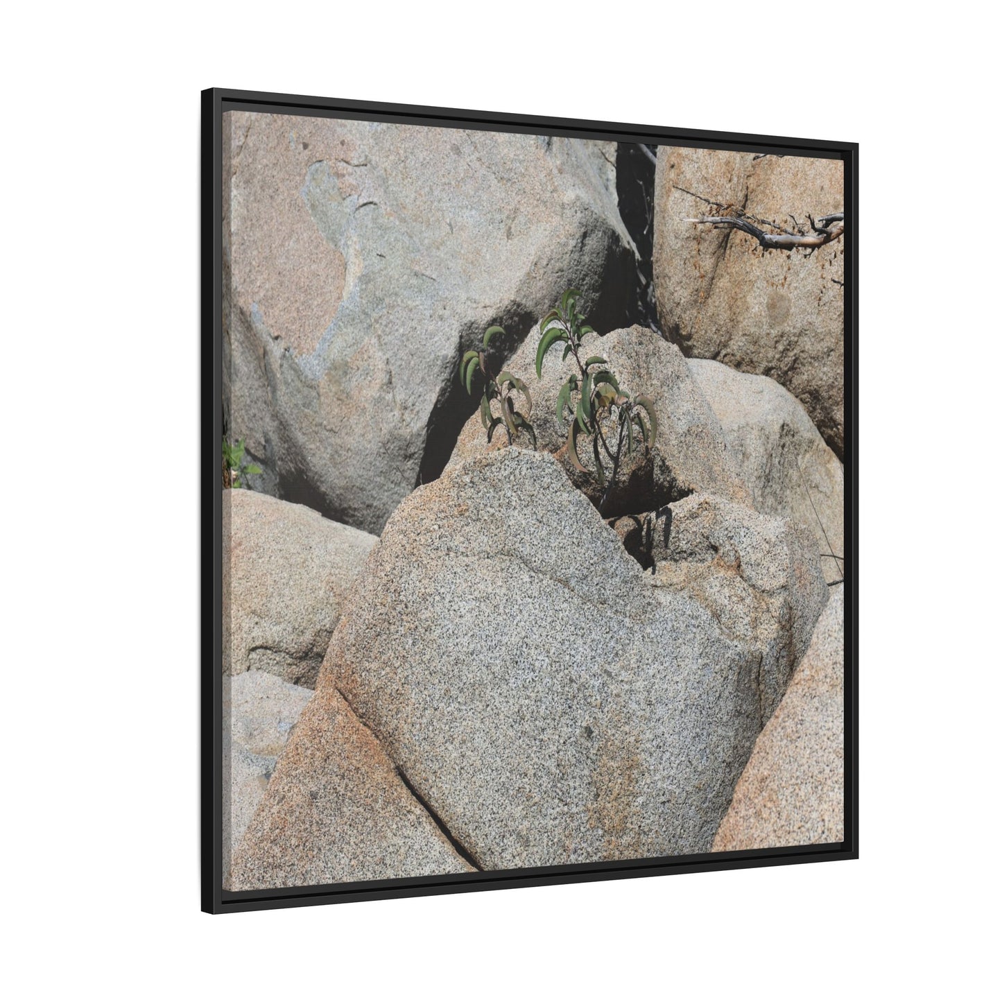 Desert Plant Thriving Among Rocks - Unique Stretched Canvas Wall Art