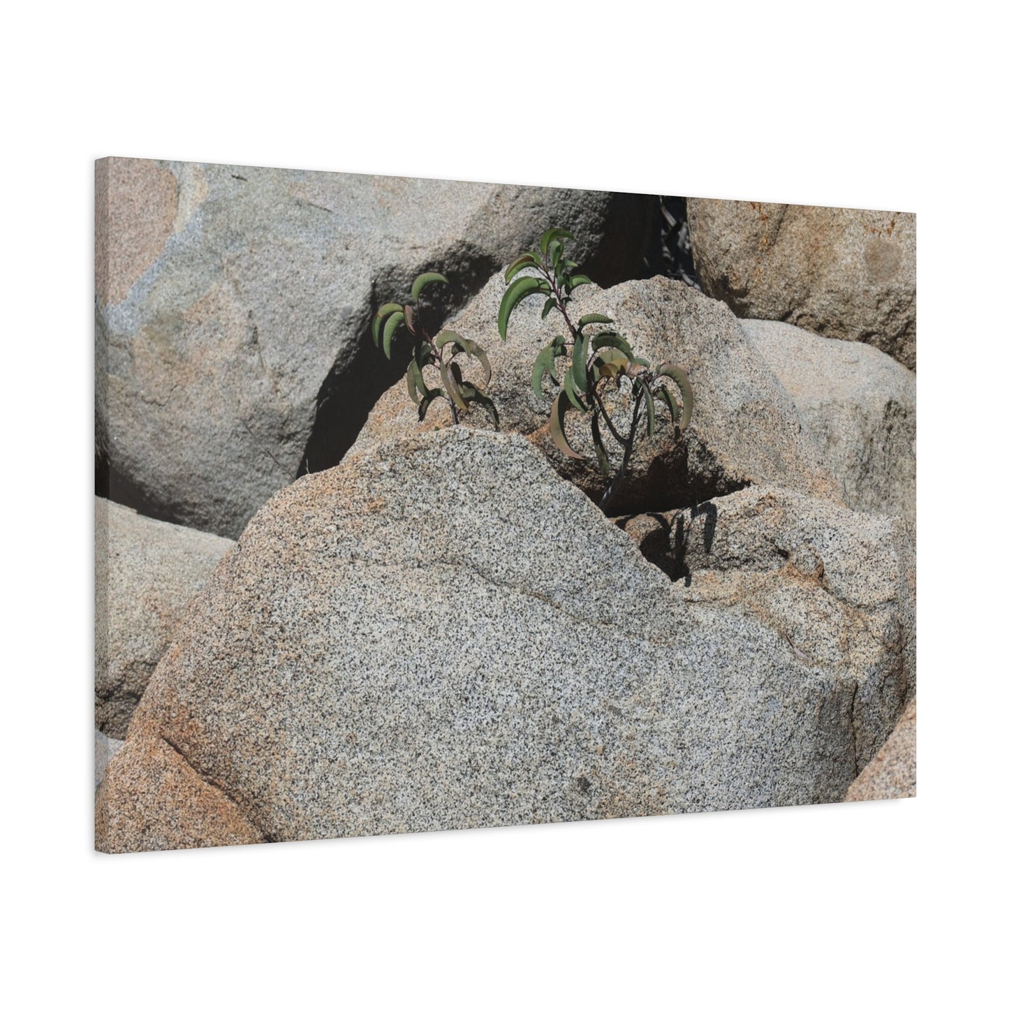 Desert Plant Survives - Unique Frameless Canvas Wall Art