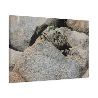 Desert Plant Survives - Unique Frameless Canvas Wall Art