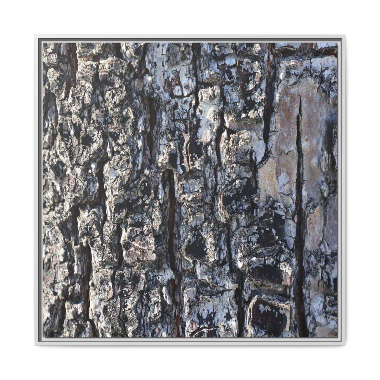 The Bark Chronicles - Unique Stretched Canvas Wall Art - Art By Earth