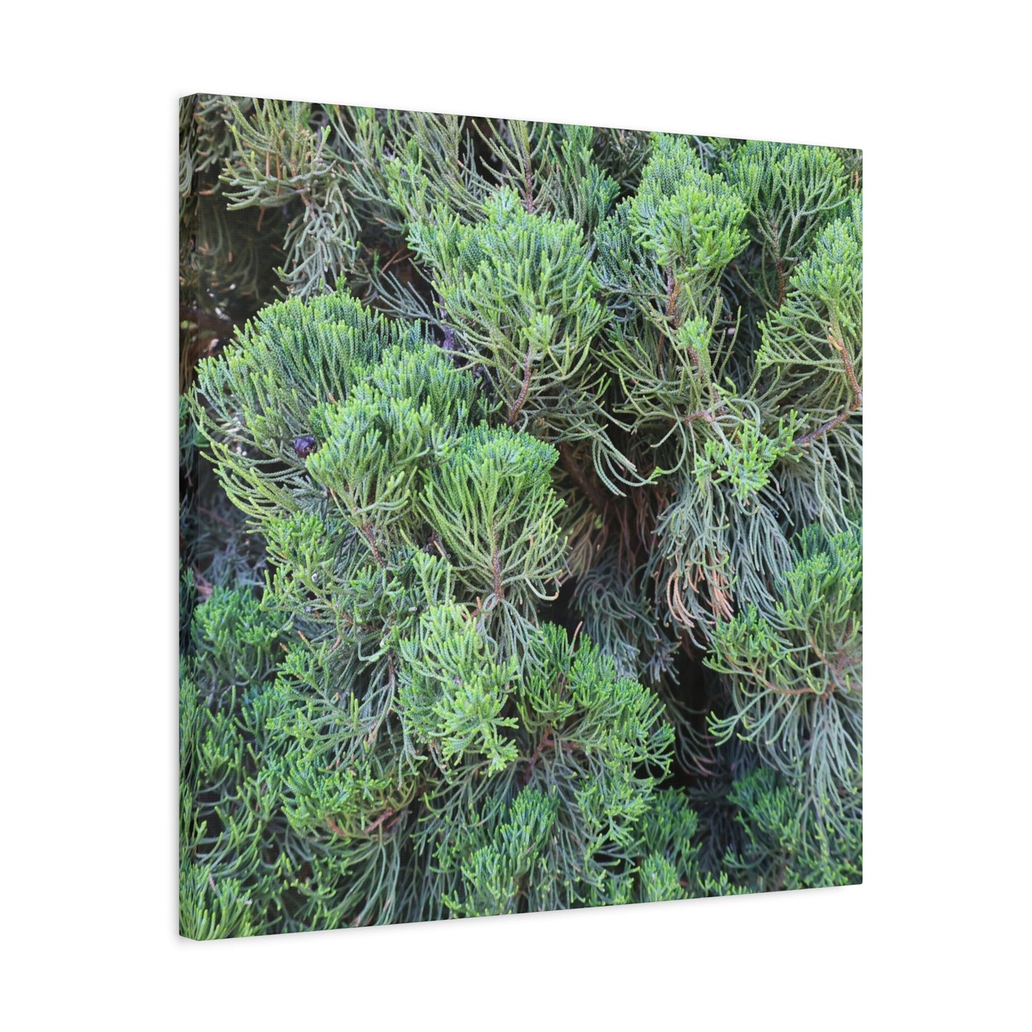 Green Labyrinth - Unique Frameless Canvas Wall Art - Art By Earth