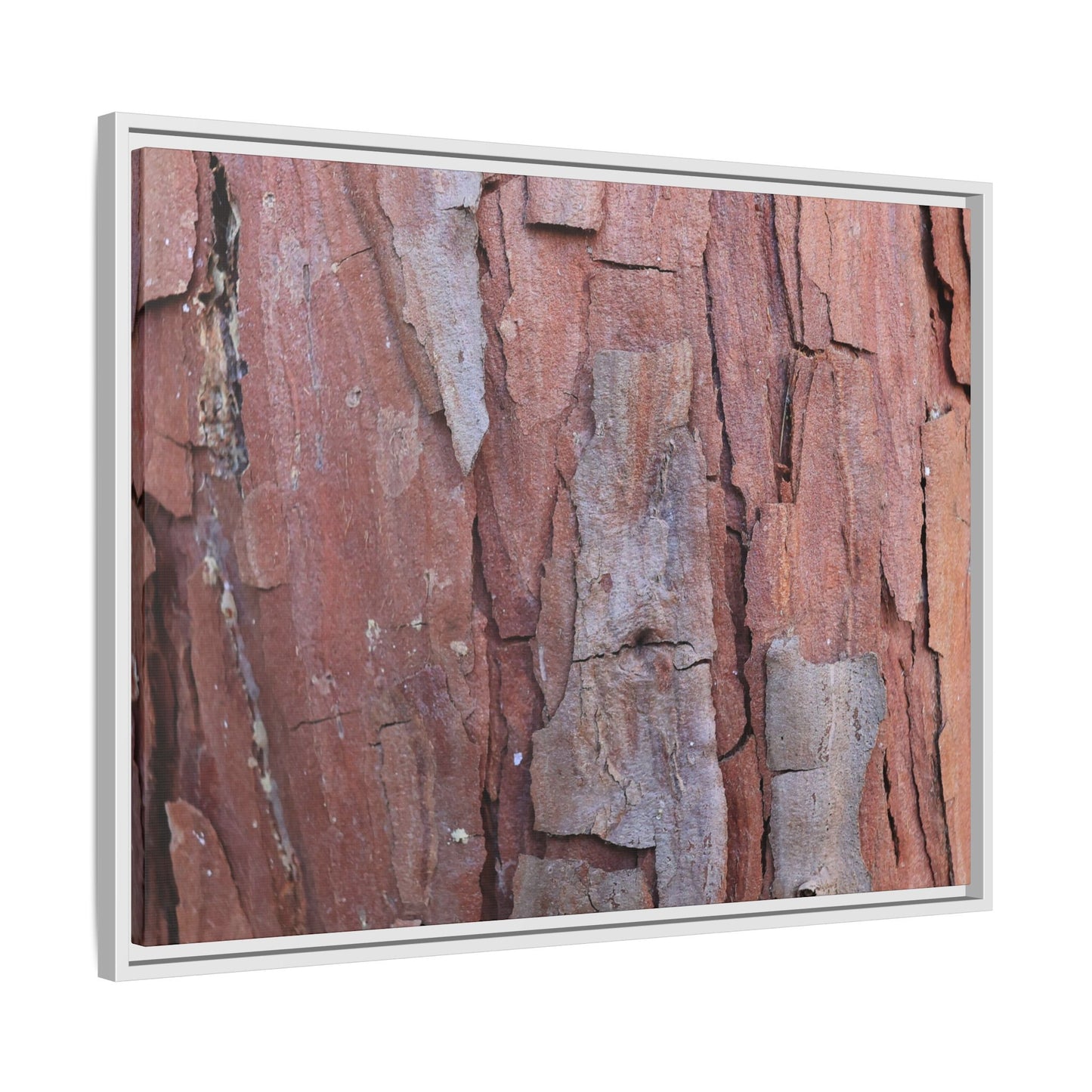 Peeling Bark - Unique Stretched Canvas Wall Art - Art By Earth