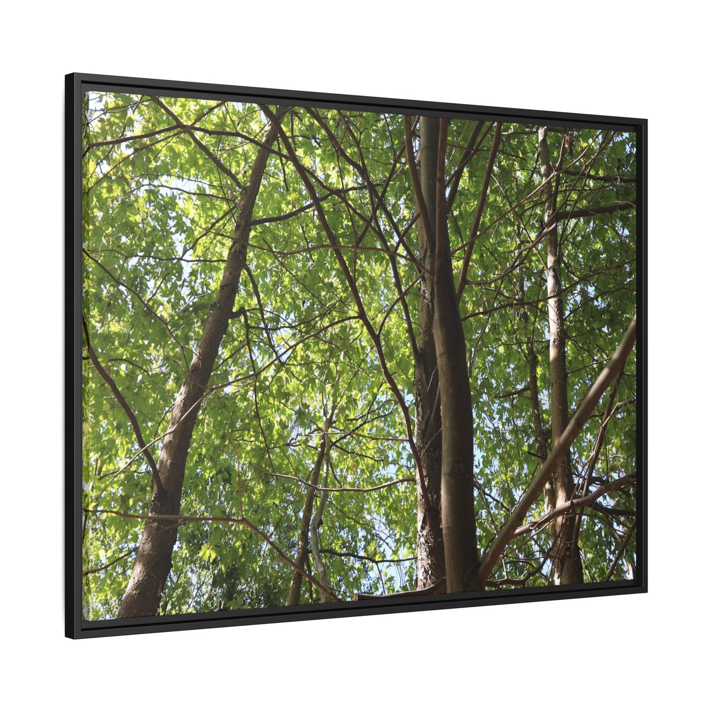 Forest Branches - Unique Stretched Canvas Wall Art