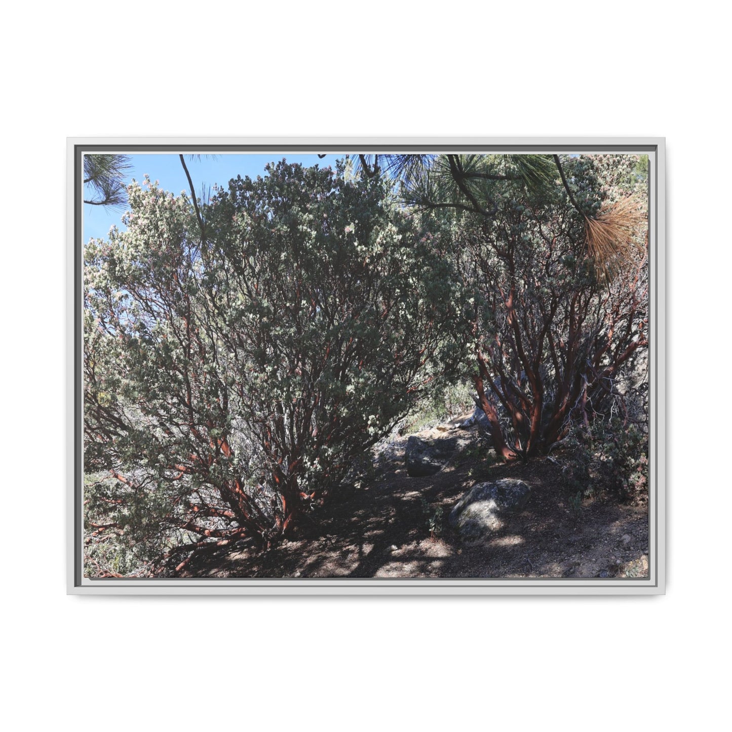 Desert Trail Through Blooming Manzanita - Unique Stretched Canvas Wall Art