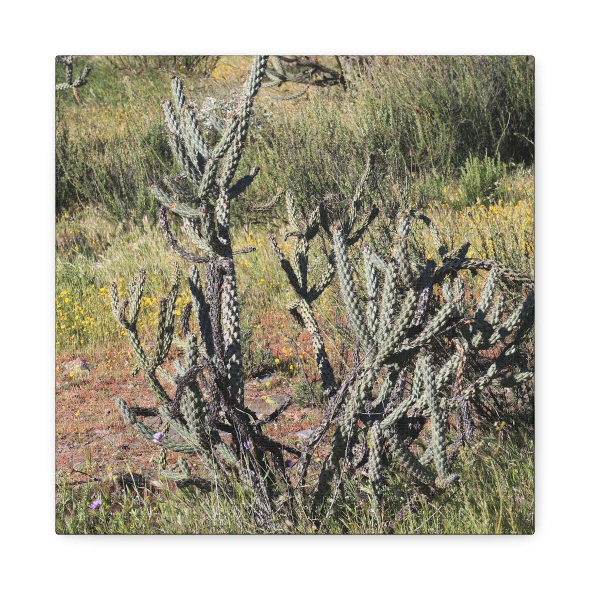 Desert Bloom in Shadow - Unique Frameless Canvas Wall Art - Art By Earth