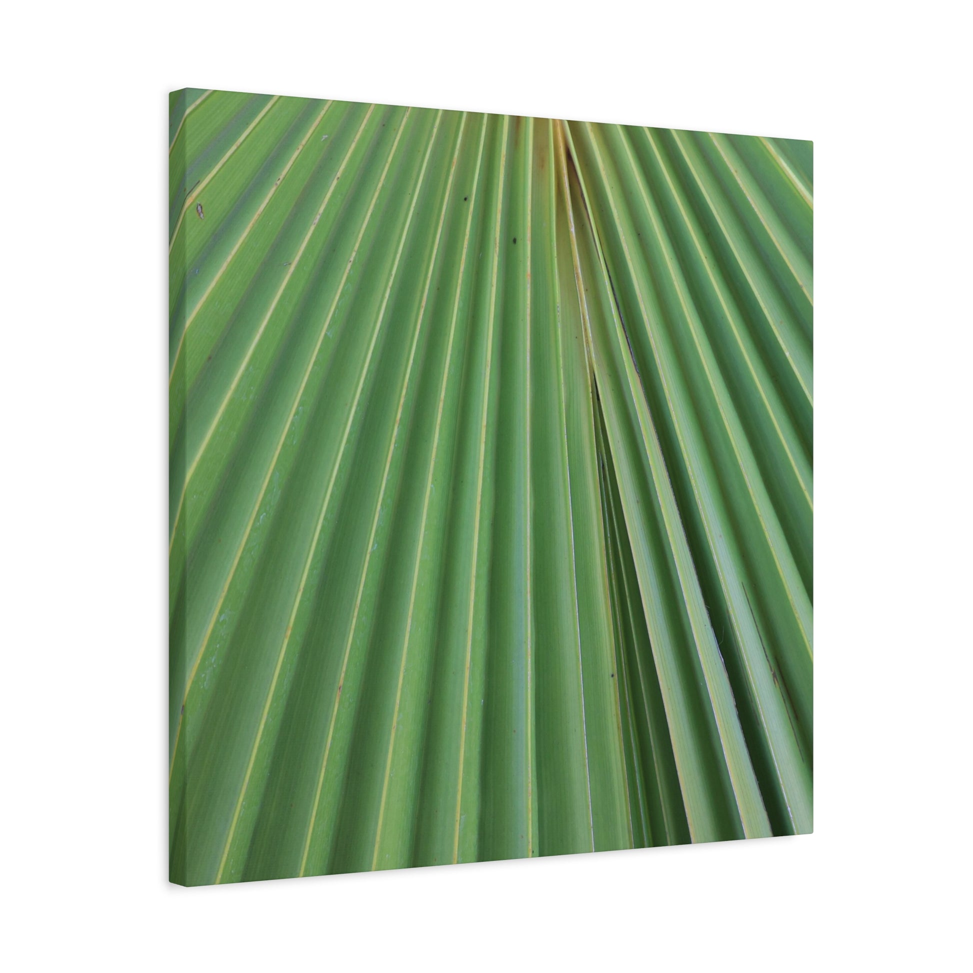 Fan of Green - Unique Frameless Canvas Wall Art - Art By Earth