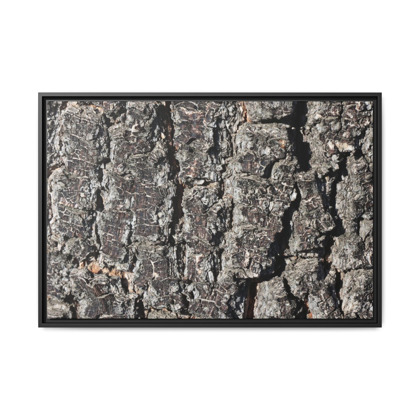 Bark Study in Gray - Unique Stretched Canvas Wall Art - Art By Earth