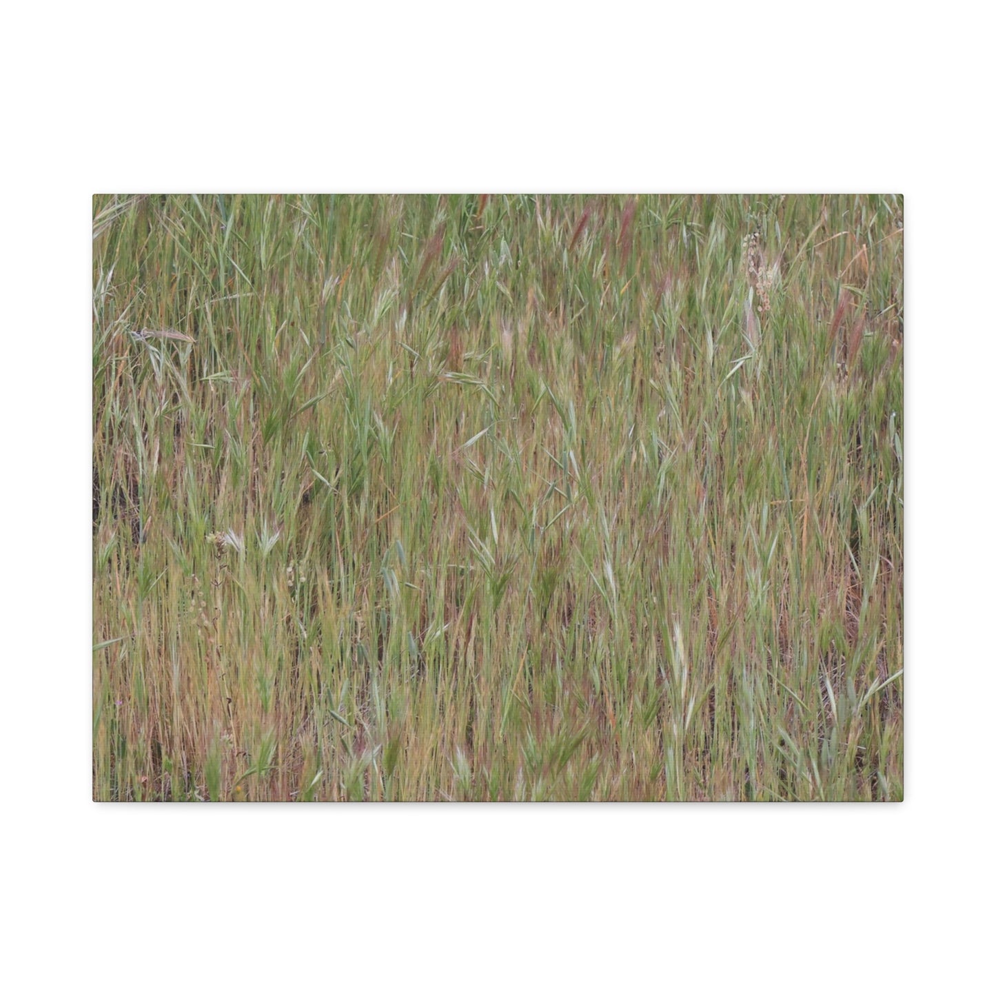 Whispers of the Prairie - Unique Frameless Canvas Wall Art - Art By Earth