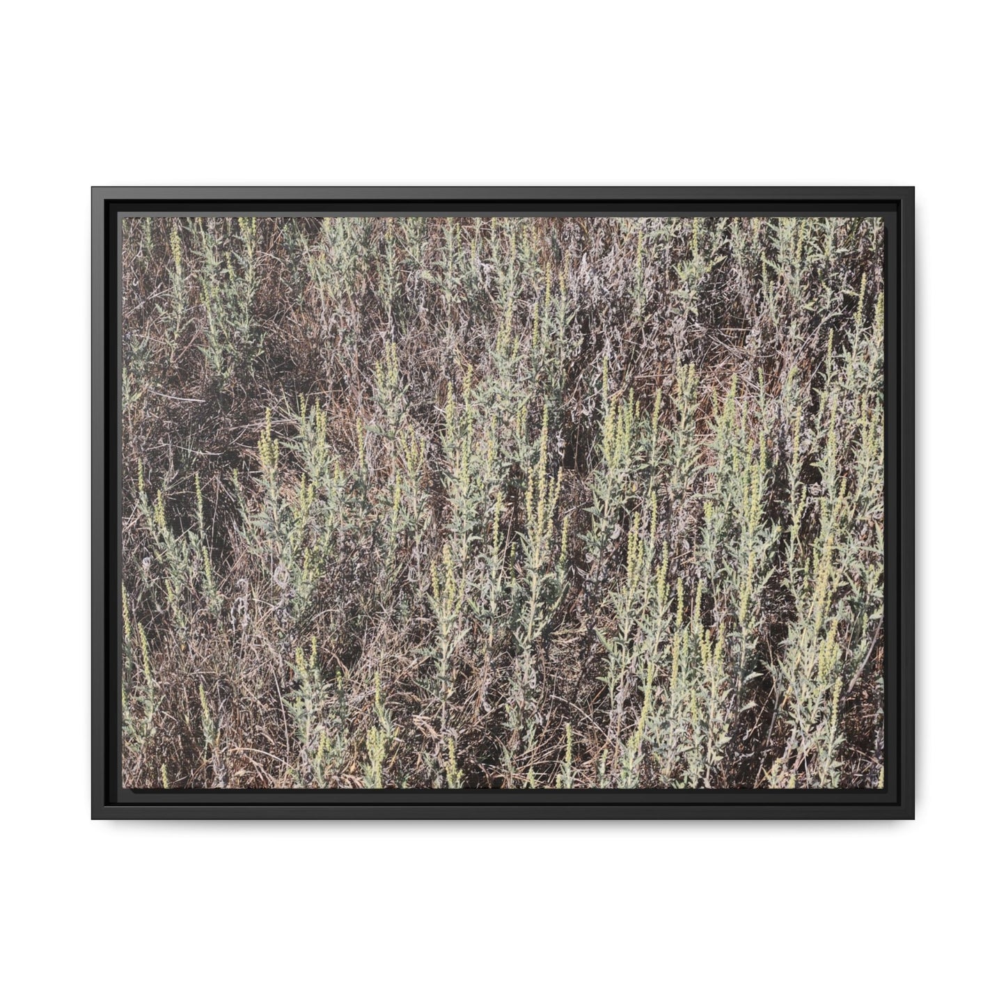 Sage Fields Forever - Unique Stretched Canvas Wall Art - Art By Earth