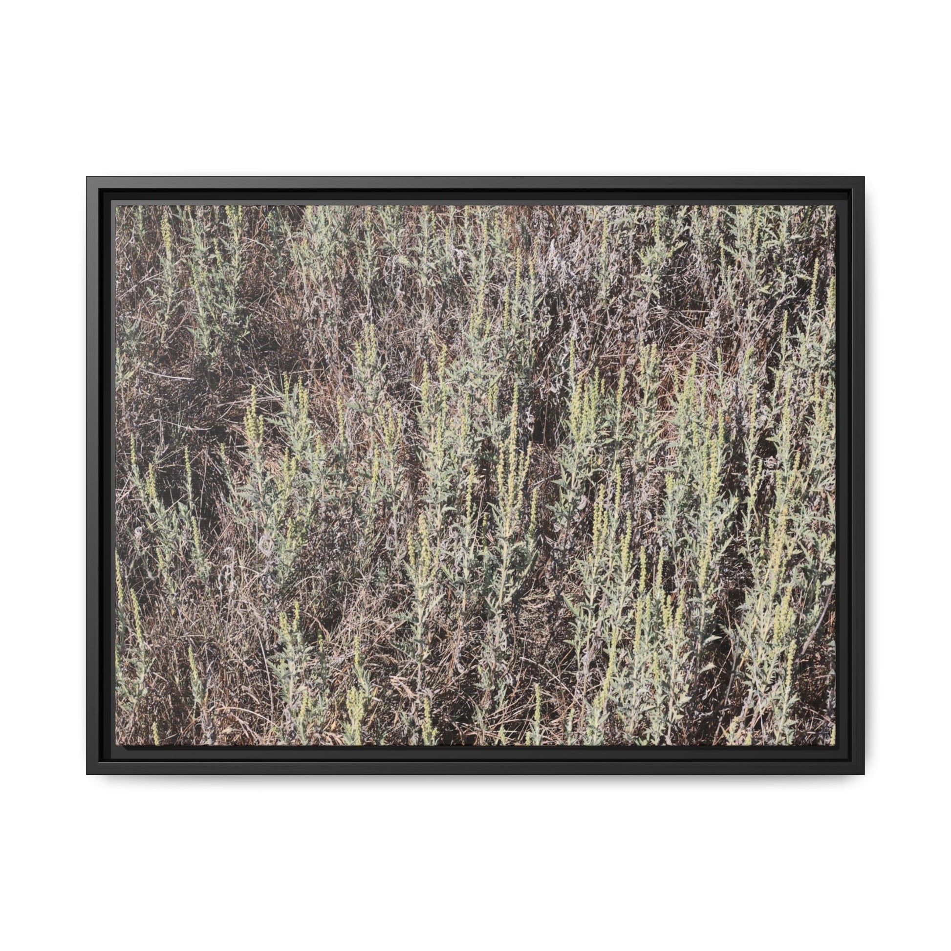 Sage Fields Forever - Unique Stretched Canvas Wall Art - Art By Earth