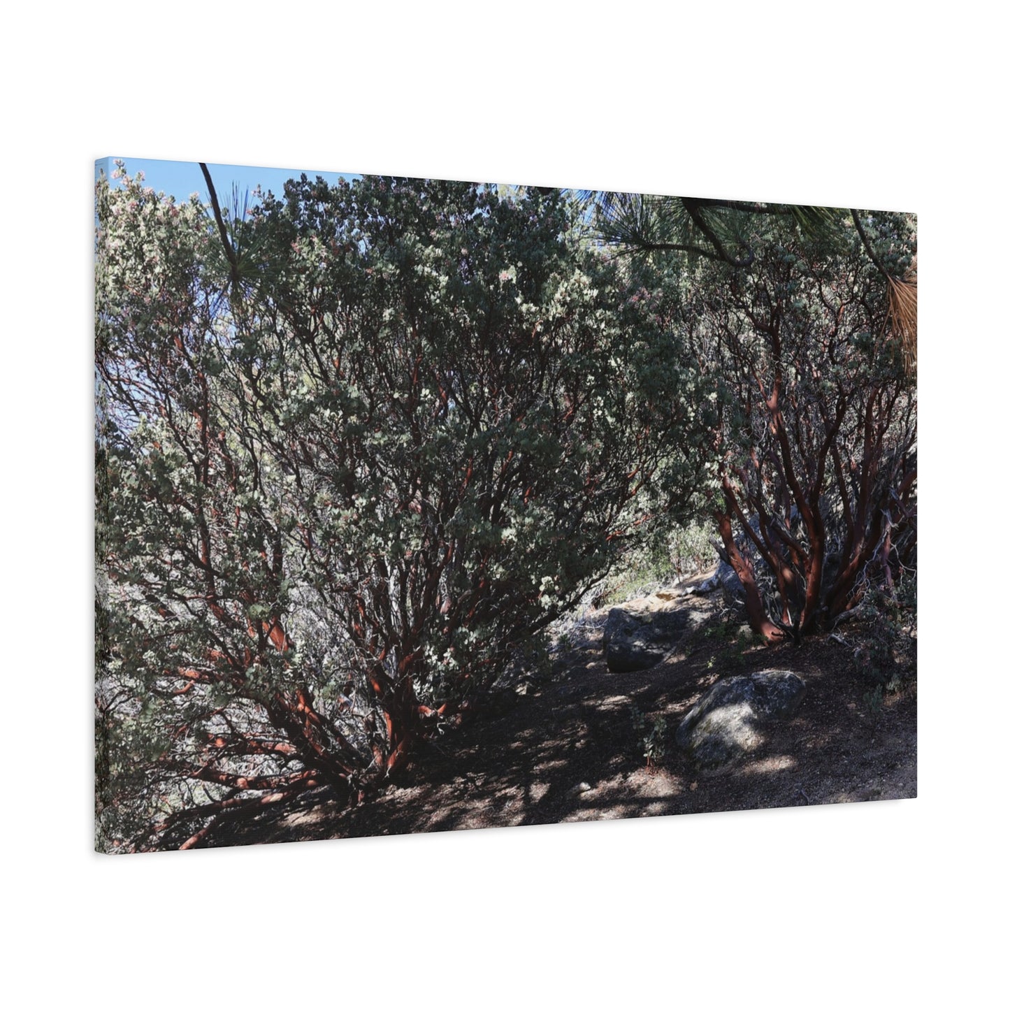 Desert Blooms - Unique Frameless Canvas Wall Art