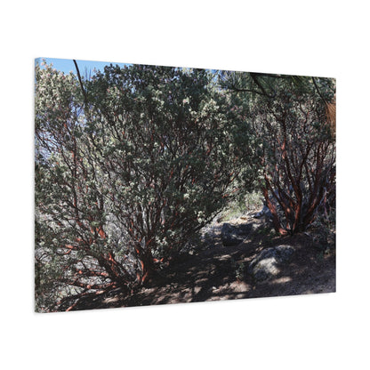 Desert Blooms - Unique Frameless Canvas Wall Art
