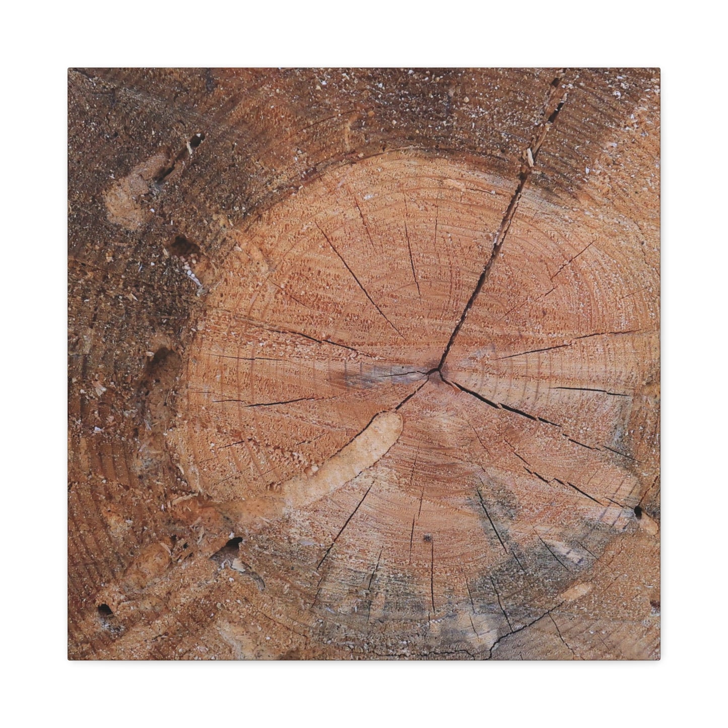 Timber Tale - Unique Frameless Canvas Wall Art - Art By Earth