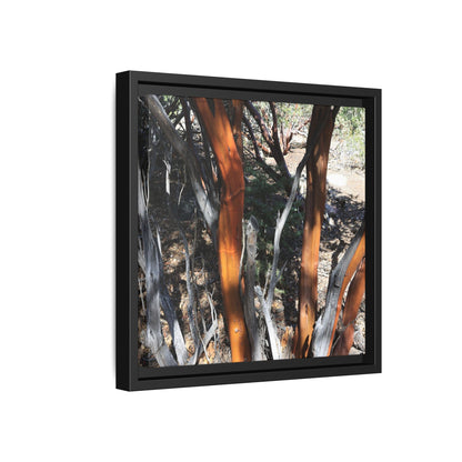 Eucalyptus Grove - Unique Stretched Canvas Wall Art