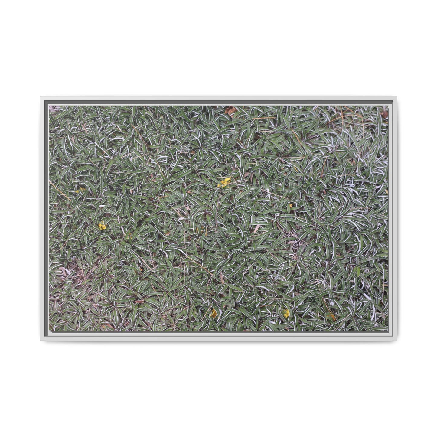Grassy Texture - Unique Stretched Canvas Wall Art - Art By Earth