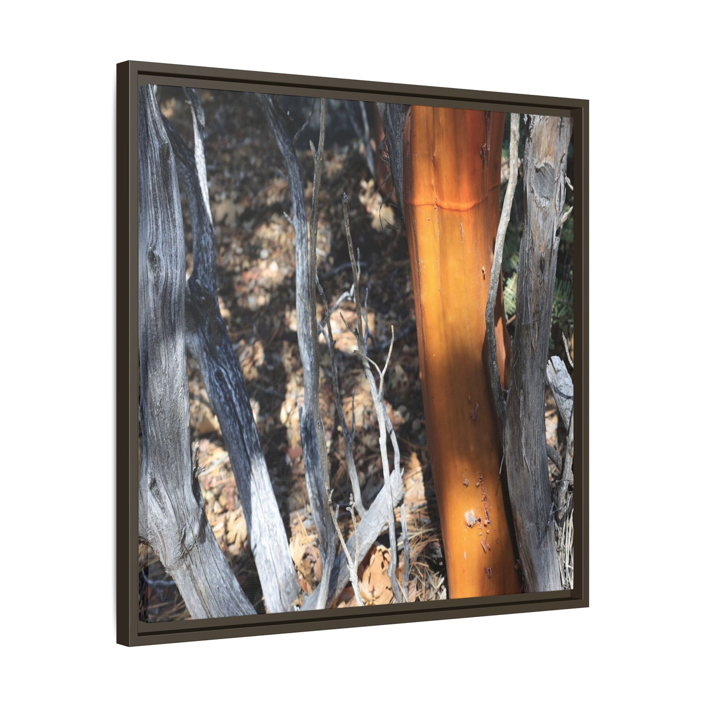 Burnt Trees and Golden Trunk - Unique Stretched Canvas Wall Art