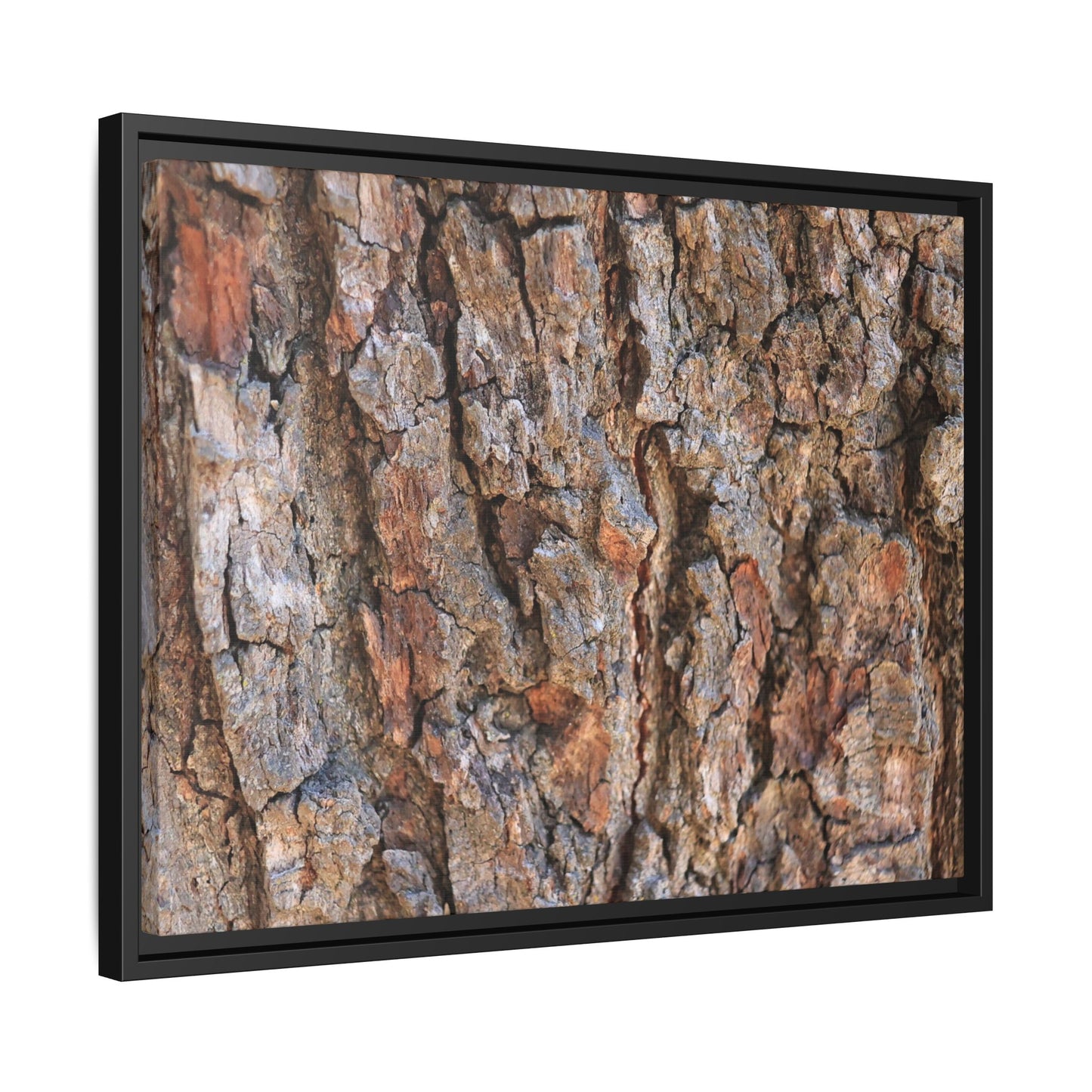 Tree's Timeworn Tale - Unique Stretched Canvas Wall Art - Art By Earth