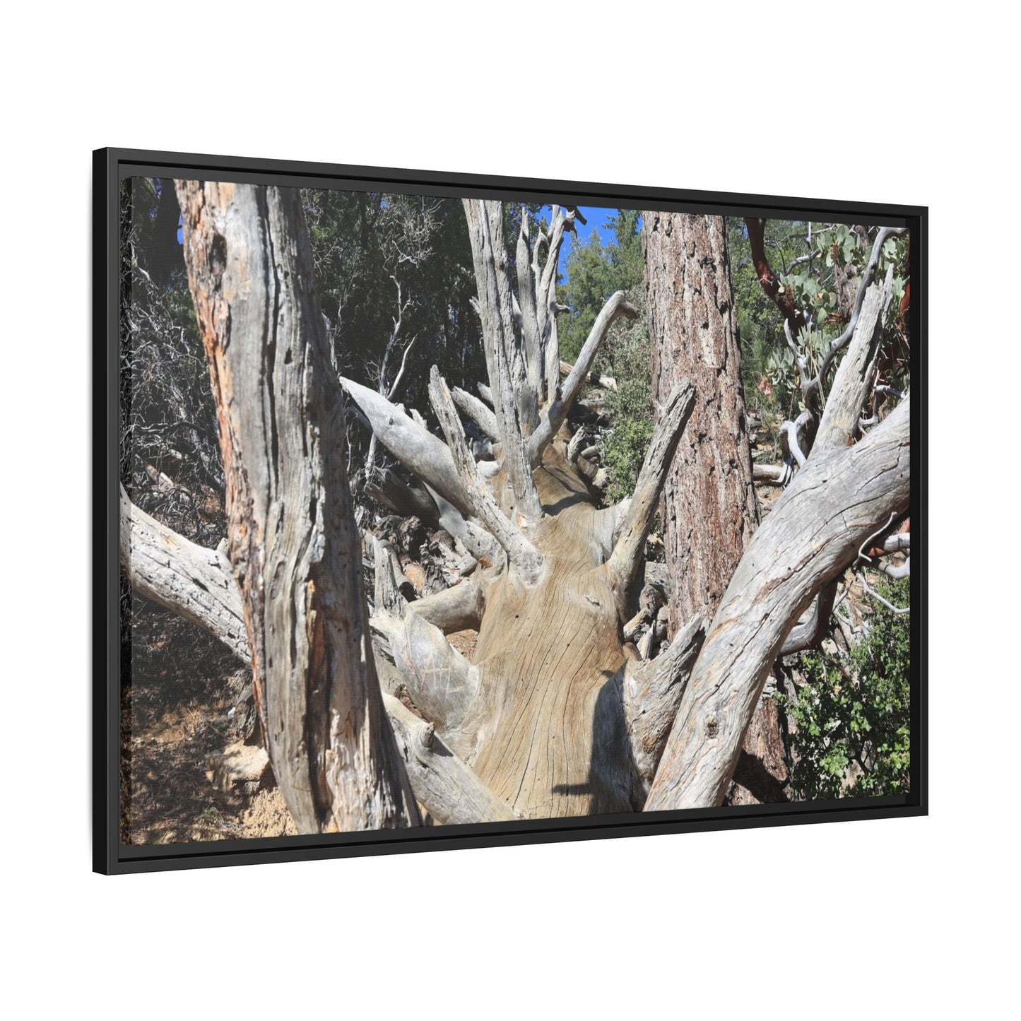 Forest Sentinels - Unique Stretched Canvas Wall Art
