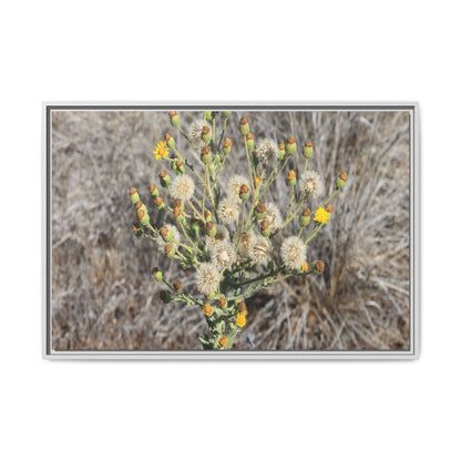 Whispers of the Dry Grass - Unique Stretched Canvas Wall Art - Art By Earth