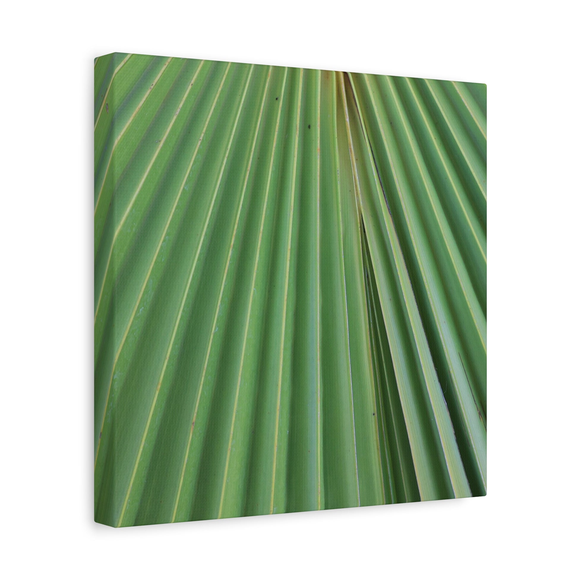 Fan of Green - Unique Frameless Canvas Wall Art - Art By Earth