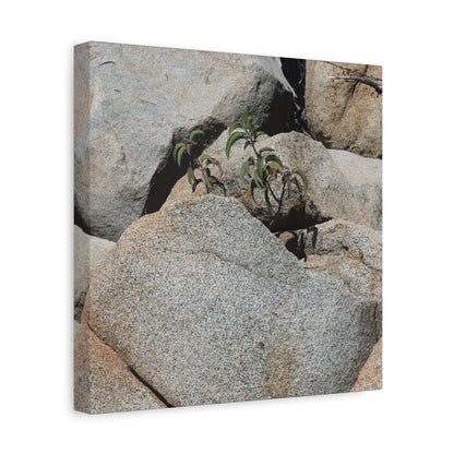 Desert Plant Survives - Unique Frameless Canvas Wall Art