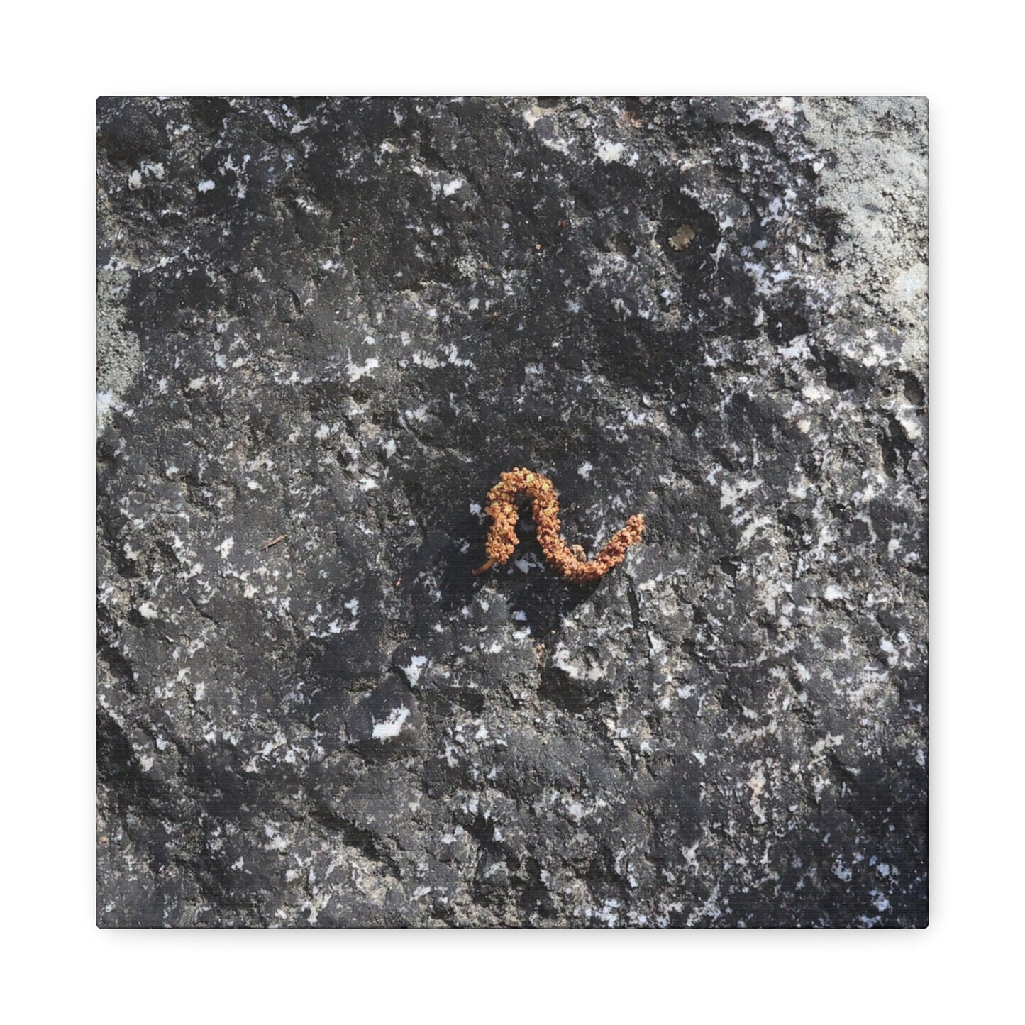 Earthen Serpent - Unique Frameless Canvas Wall Art - Art By Earth