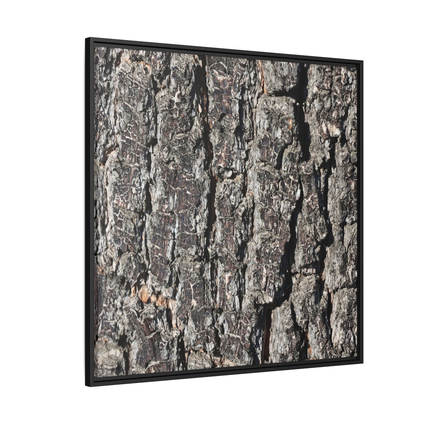 Bark Study in Gray - Unique Stretched Canvas Wall Art - Art By Earth